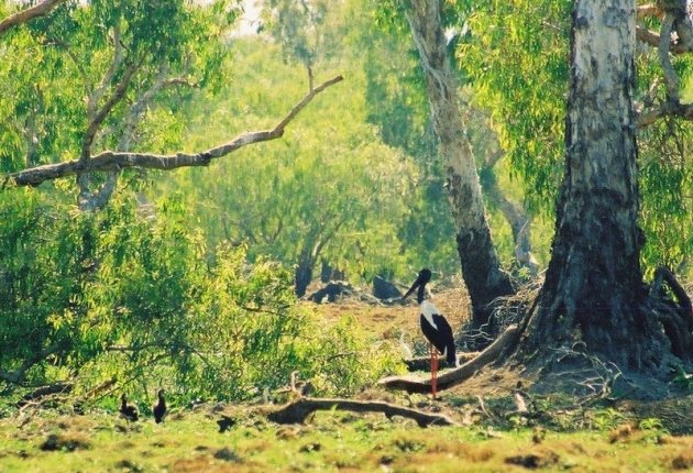 jabiru met jongen