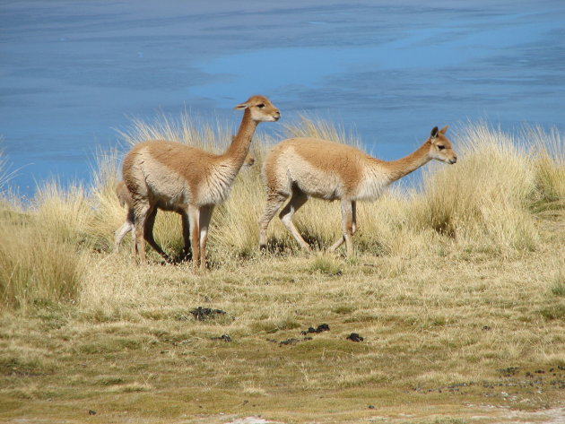 Vicunia's in Bolivia