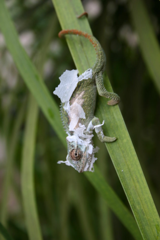 verkleurmannetje (kameleon)