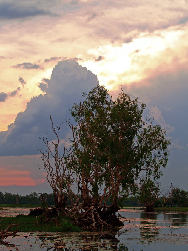 Yellow waters billabong