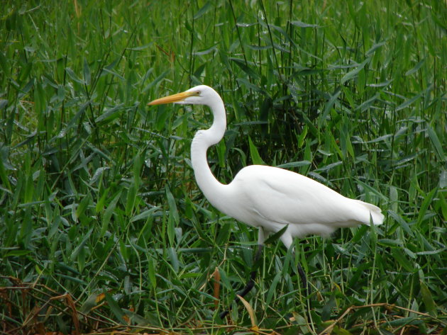 Zilverreiger