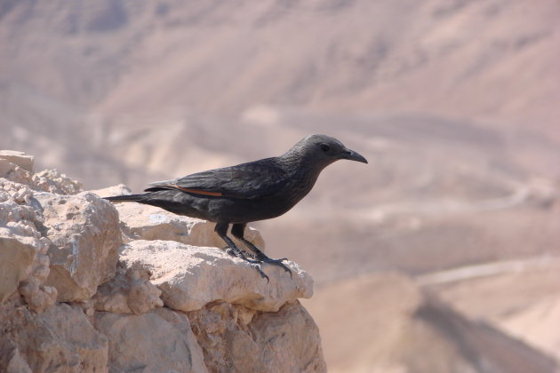 Vogel bij Rotsburcht Massada