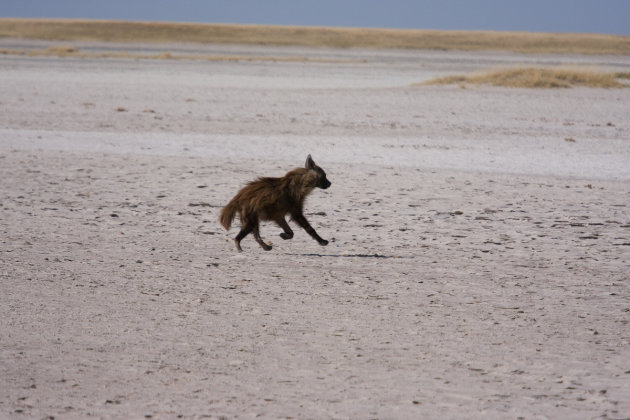 Bruine hyena