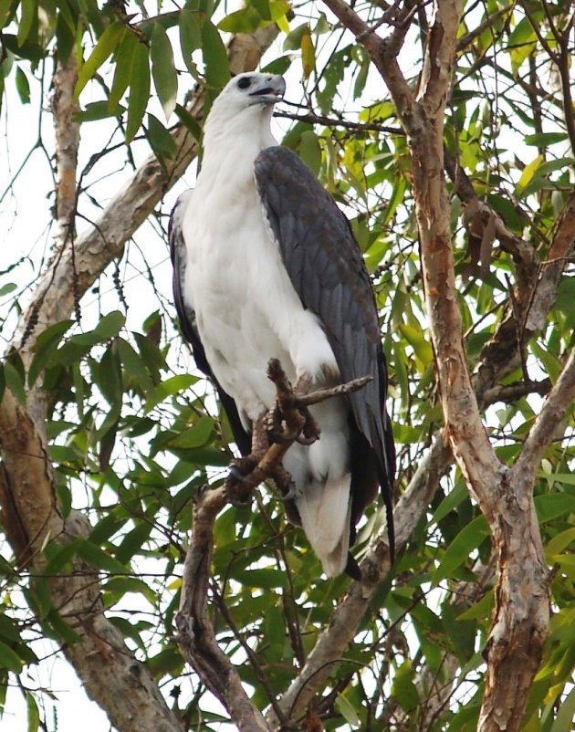 White bellied sea Eagle!