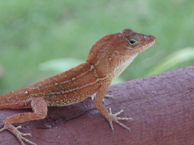 Anolis