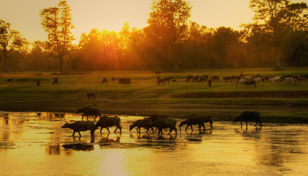 Chitwan NP