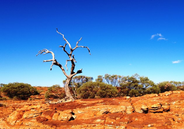 Boom in Kings Canyon 