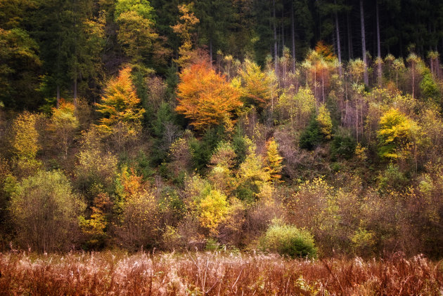 Autumn Colours