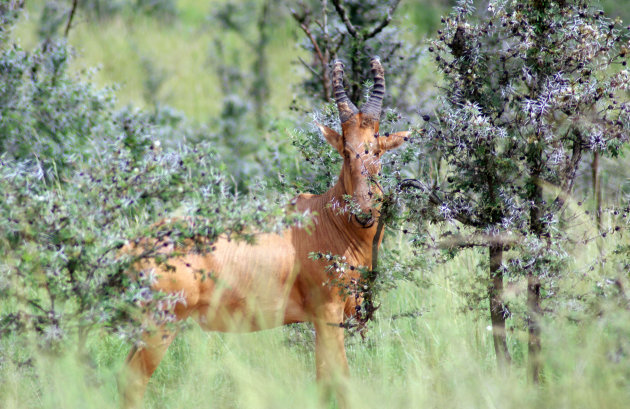 Hartebeest