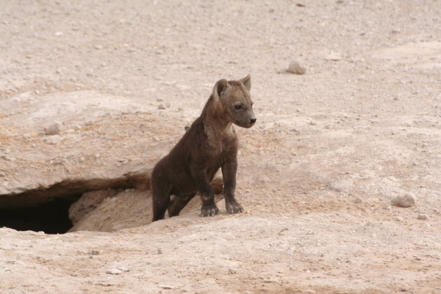 Hyena