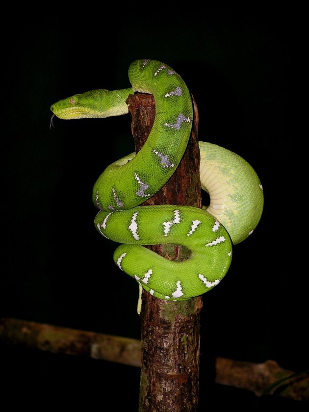 Boomslang