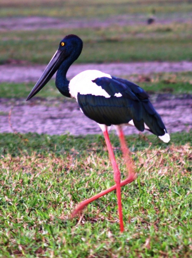 Jabiru stork