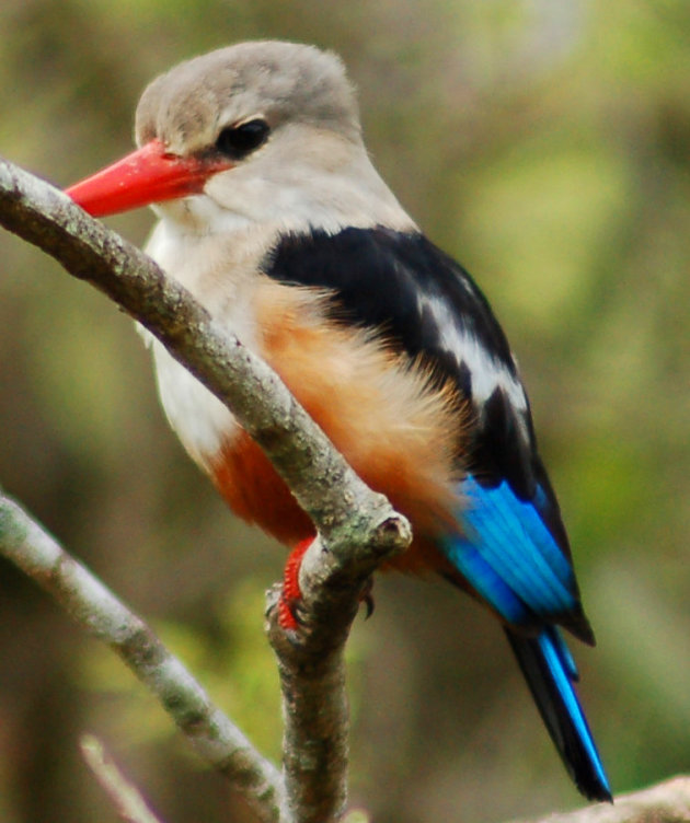 Kleurige ijsvogel