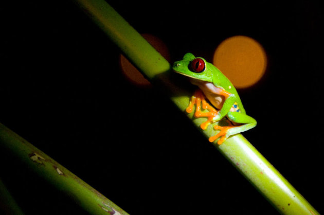 Boomkikker in Cahuita