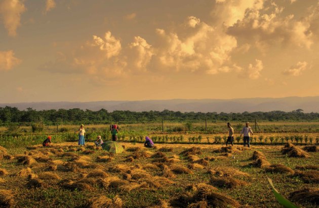 Rondom Chitwan NP