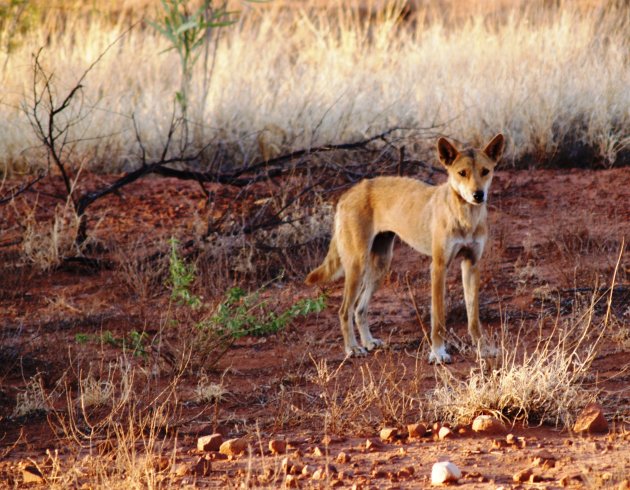 Dingo in het wild!