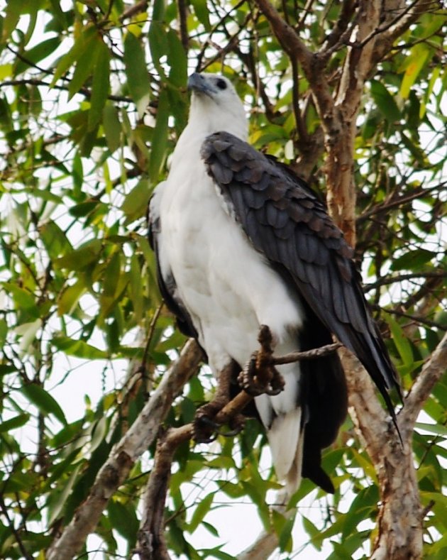 Sea eagle!!