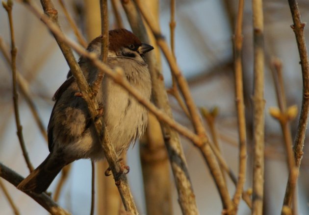 Doodgewoon vogeltje