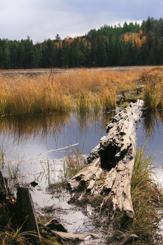 Algonquin Provincial Park