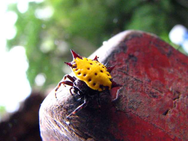 kleurig en mysterieus insect