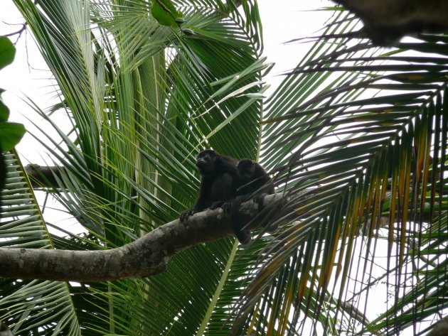 brulapen in cahuita