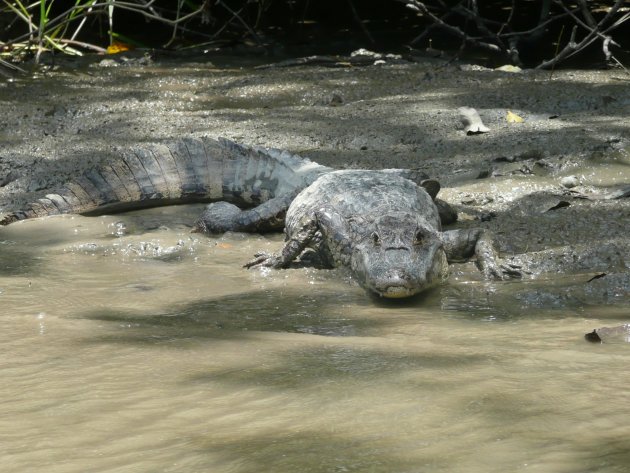 tortuguero