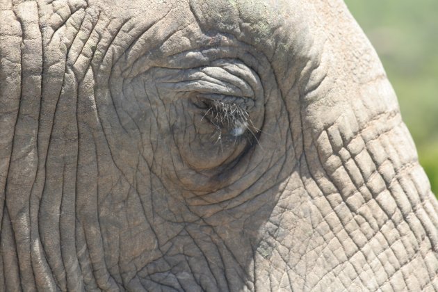 the eye of an elephant