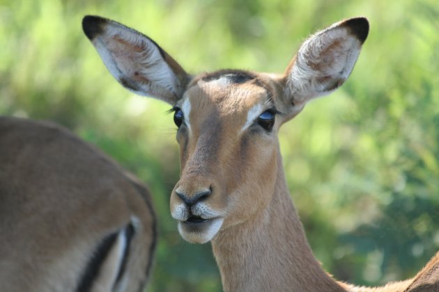 impala