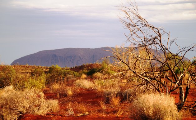 Uluru op de achtergrond