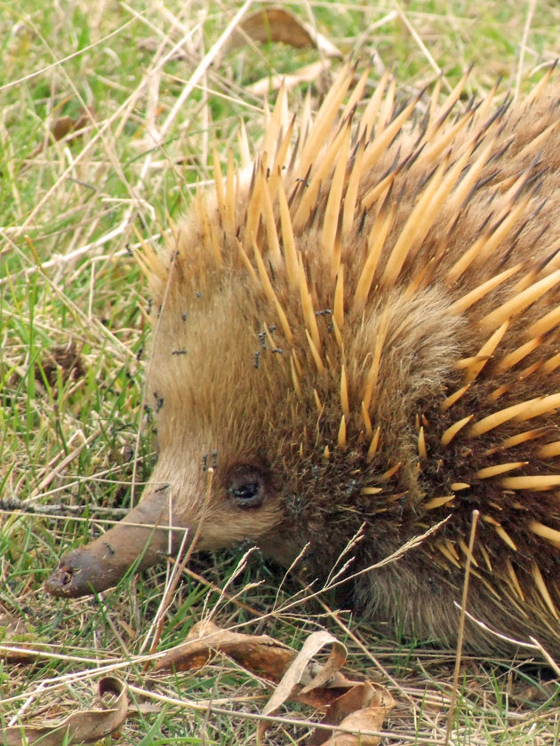 Echidna