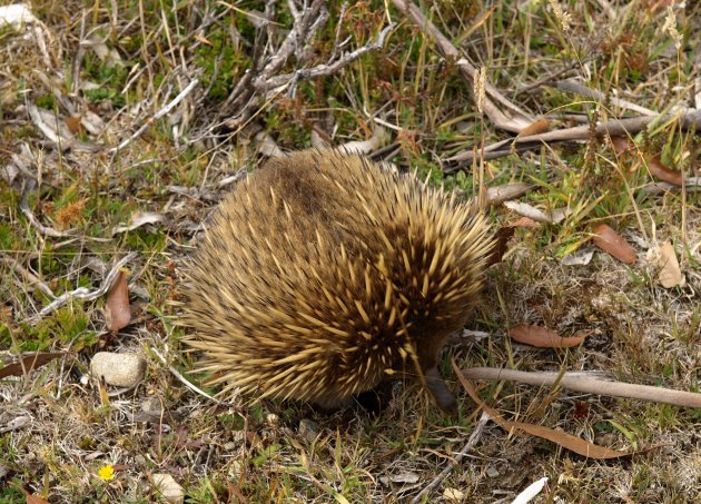 Echidna