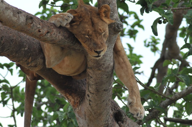 Tree-climbing leeuw