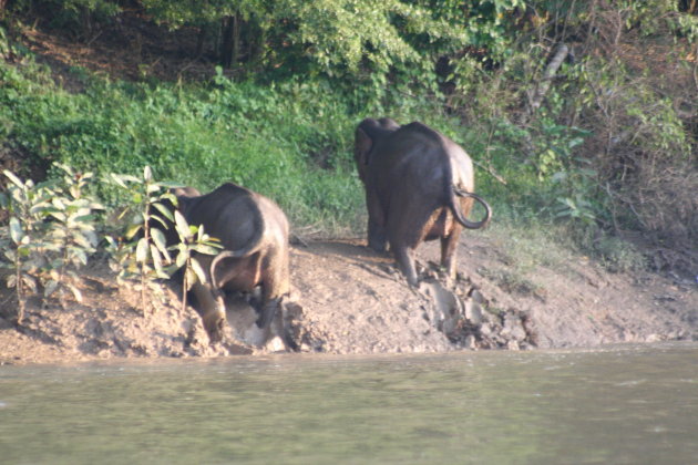 Borneo dwergolifanten 