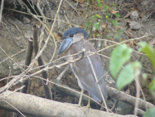 Boat-billed Heron