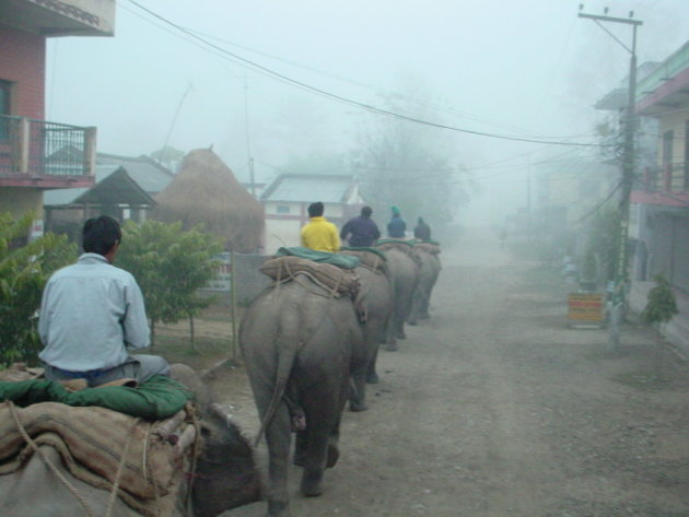 Olifant safari