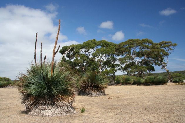 kangaroo island