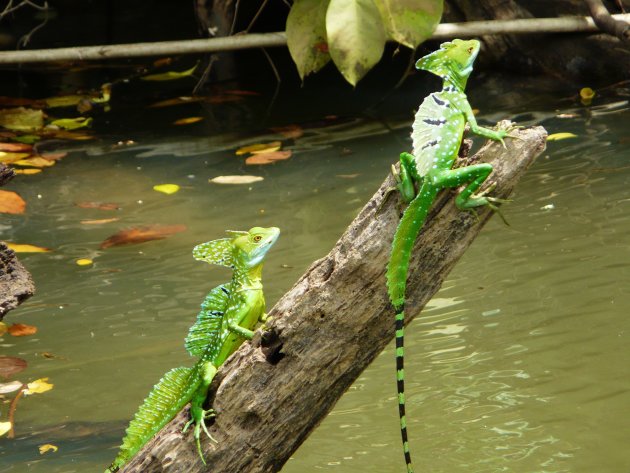 Green Lizzard