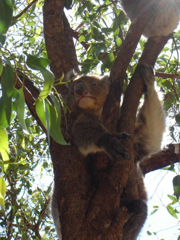 Koala en kleintje