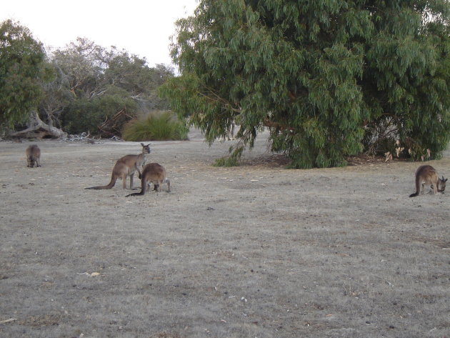 wallabies