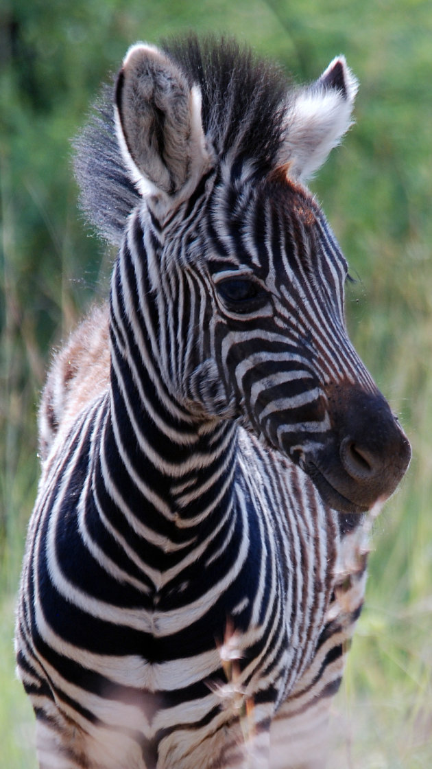 Stripes