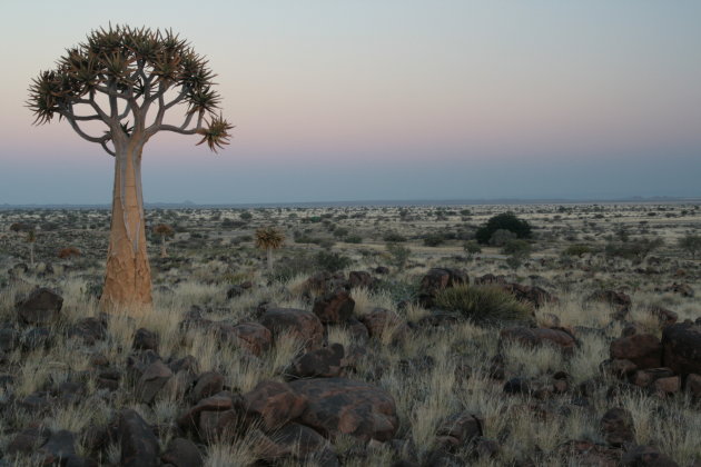 Quiver Tree