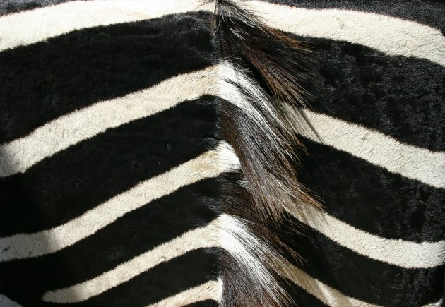 Zebra billen