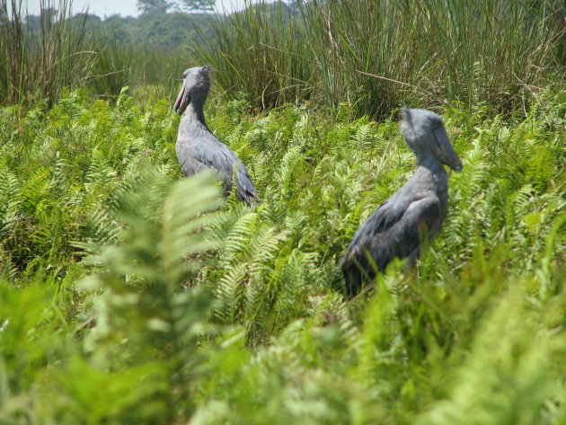 Shoebill