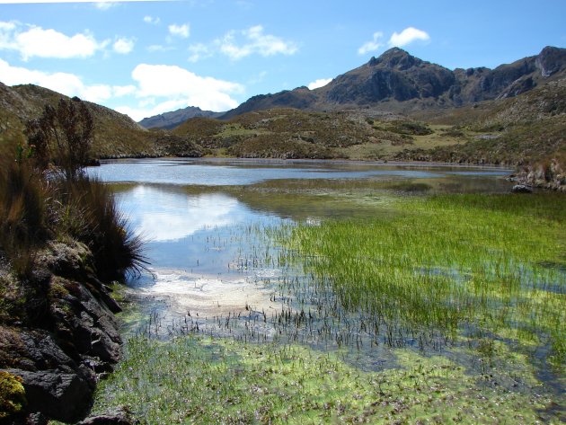 Cajas NP