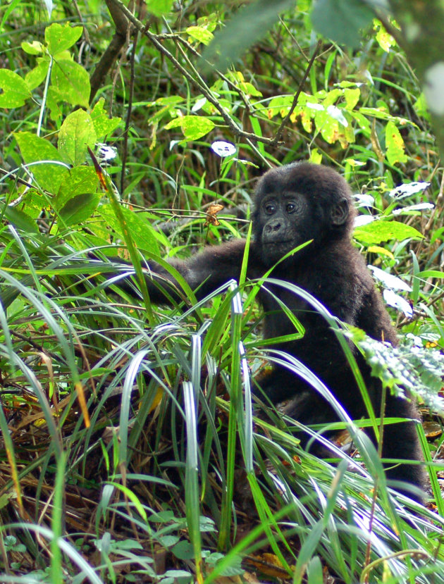 baby gorilla