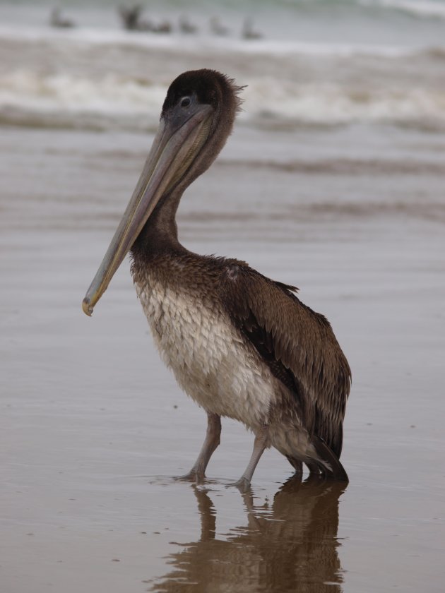 jonge pelikaan