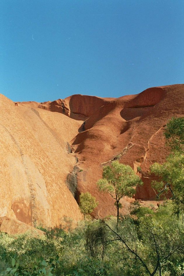 Olifant in Ayers Rock