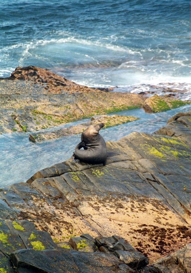 New sealand fur seal