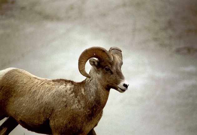 Big Horn Sheep