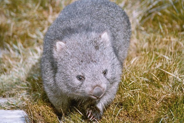 Wombat